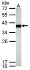 Sprouty RTK Signaling Antagonist 4 antibody, PA5-31401, Invitrogen Antibodies, Western Blot image 