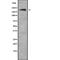 Lysine Demethylase 5A antibody, abx216402, Abbexa, Western Blot image 