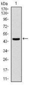 Argininosuccinate Synthase 1 antibody, NBP2-37518, Novus Biologicals, Western Blot image 