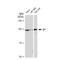 Sp1 Transcription Factor antibody, GTX01528, GeneTex, Western Blot image 