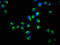 Tyrosine 3-Monooxygenase/Tryptophan 5-Monooxygenase Activation Protein Theta antibody, LS-C377016, Lifespan Biosciences, Immunofluorescence image 