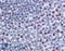 Forkhead Box M1 antibody, LS-B4027, Lifespan Biosciences, Immunohistochemistry frozen image 