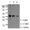 Apolipoprotein A1 antibody, GTX57583, GeneTex, Western Blot image 