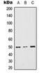 Tetratricopeptide Repeat Domain 23 antibody, orb315824, Biorbyt, Western Blot image 