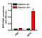 Myeloperoxidase antibody, PA5-16672, Invitrogen Antibodies, Enzyme Linked Immunosorbent Assay image 