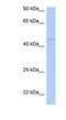 Polyamine Oxidase antibody, NBP1-70667, Novus Biologicals, Western Blot image 