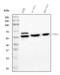 Polypyrimidine Tract Binding Protein 2 antibody, M05020-2, Boster Biological Technology, Western Blot image 