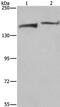 Lysine Demethylase 5B antibody, PA5-50693, Invitrogen Antibodies, Western Blot image 