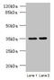 Cilia And Flagella Associated Protein 65 antibody, CSB-PA757963LA01HU, Cusabio, Western Blot image 