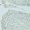 Bromodomain-containing protein 3 antibody, A04044-2, Boster Biological Technology, Immunohistochemistry frozen image 