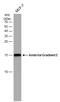 Anterior Gradient 2, Protein Disulphide Isomerase Family Member antibody, GTX634163, GeneTex, Western Blot image 