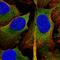 SH3 Domain Containing GRB2 Like 1, Endophilin A2 antibody, HPA021485, Atlas Antibodies, Immunofluorescence image 