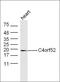 Innate Immunity Activator antibody, orb155890, Biorbyt, Western Blot image 