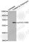 ETS Transcription Factor ELK1 antibody, AP0133, ABclonal Technology, Western Blot image 