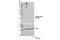 Peroxiredoxin 1 antibody, 14041S, Cell Signaling Technology, Western Blot image 