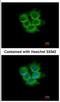 Interleukin 17 Receptor D antibody, NBP2-16944, Novus Biologicals, Immunofluorescence image 