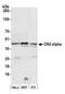 Casein kinase II subunit alpha antibody, 13030, QED Bioscience, Western Blot image 