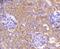 3-Phosphoinositide Dependent Protein Kinase 1 antibody, NBP2-67755, Novus Biologicals, Immunohistochemistry paraffin image 