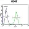 Tau Tubulin Kinase 2 antibody, abx026626, Abbexa, Western Blot image 