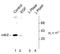 Dual specificity protein kinase CLK2 antibody, TA309089, Origene, Western Blot image 