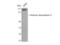 Histone Deacetylase 9 antibody, STJ93514, St John