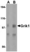 Glutamate Ionotropic Receptor Kainate Type Subunit 1 antibody, LS-B2692, Lifespan Biosciences, Western Blot image 