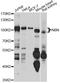 Nibrin antibody, A7703, ABclonal Technology, Western Blot image 