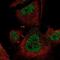 Mitogen-Activated Protein Kinase Kinase Kinase 3 antibody, NBP2-58303, Novus Biologicals, Immunofluorescence image 