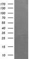 Armadillo Repeat Containing 1 antibody, TA505405, Origene, Western Blot image 