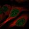 PHS antibody, PA5-58017, Invitrogen Antibodies, Immunofluorescence image 