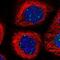 WD Repeat Domain 76 antibody, NBP1-82273, Novus Biologicals, Immunofluorescence image 