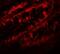 Periphilin 1 antibody, NBP2-81775, Novus Biologicals, Immunofluorescence image 