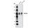 Discs Large MAGUK Scaffold Protein 3 antibody, 3733S, Cell Signaling Technology, Western Blot image 