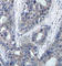 Insulin Receptor Substrate 1 antibody, AP0225, ABclonal Technology, Immunohistochemistry paraffin image 