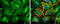 Paxillin antibody, GTX633769, GeneTex, Immunofluorescence image 