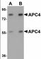 Anaphase Promoting Complex Subunit 4 antibody, orb89870, Biorbyt, Western Blot image 