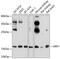 ADP Ribosylation Factor 1 antibody, 23-074, ProSci, Western Blot image 
