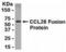 C-C Motif Chemokine Ligand 28 antibody, XW-7721, ProSci, Western Blot image 