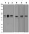 Calreticulin antibody, ab92516, Abcam, Western Blot image 