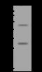 Glutathione Synthetase antibody, 200582-T40, Sino Biological, Western Blot image 