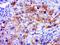 Coronin 7 antibody, orb182686, Biorbyt, Immunohistochemistry paraffin image 