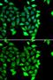 IKAROS Family Zinc Finger 3 antibody, GTX64869, GeneTex, Immunofluorescence image 