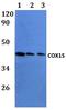 Cytochrome C Oxidase Assembly Homolog COX15 antibody, A07168, Boster Biological Technology, Western Blot image 