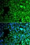 Zinc Finger Protein 195 antibody, orb247916, Biorbyt, Immunofluorescence image 