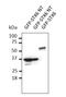 Syntaxin 6 antibody, orb334970, Biorbyt, Western Blot image 