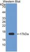 Retinoic acid receptor responder protein 2 antibody, LS-C663953, Lifespan Biosciences, Western Blot image 