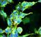 Glyoxalase I antibody, NBP2-59369, Novus Biologicals, Immunofluorescence image 