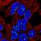 Tubulin Polymerization Promoting Protein Family Member 3 antibody, HPA047629, Atlas Antibodies, Immunofluorescence image 