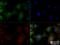 Perilipin 2 antibody, NBP2-23486, Novus Biologicals, Immunofluorescence image 