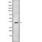 Olfactory Receptor Family 7 Subfamily C Member 2 antibody, abx217546, Abbexa, Western Blot image 